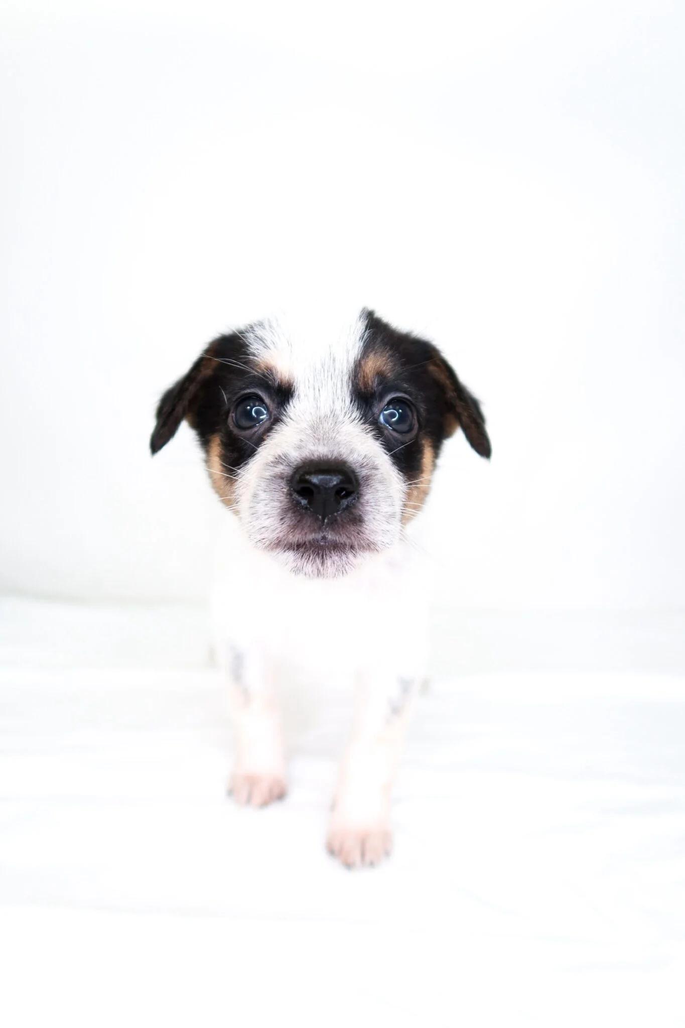 Squishmallow, an adopted mixed breed in Bixby, OK image 3/5
