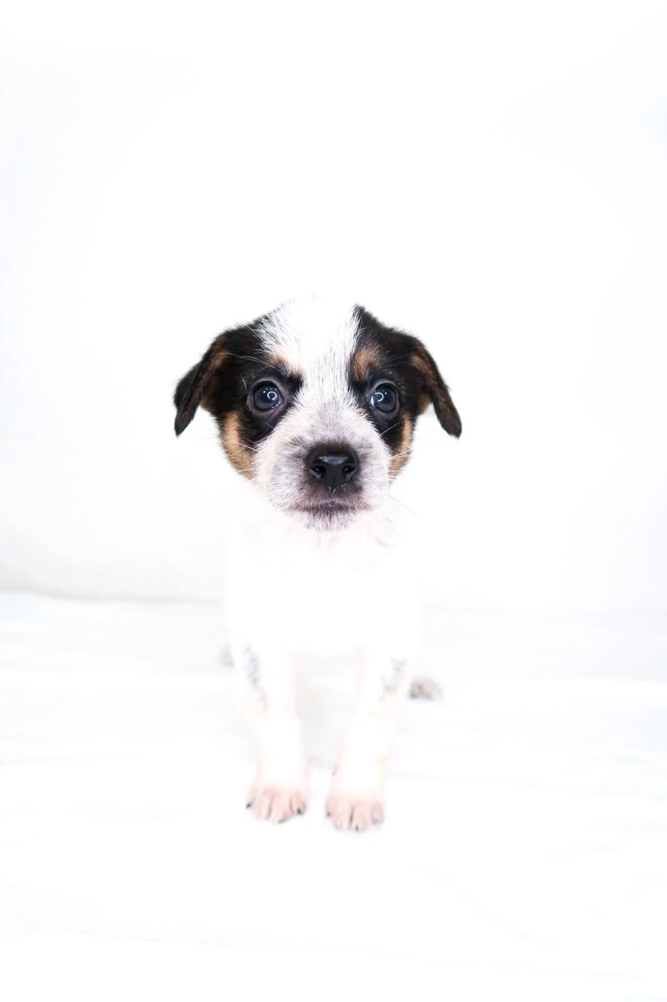 Squishmallow, an adopted mixed breed in Bixby, OK image 2/5