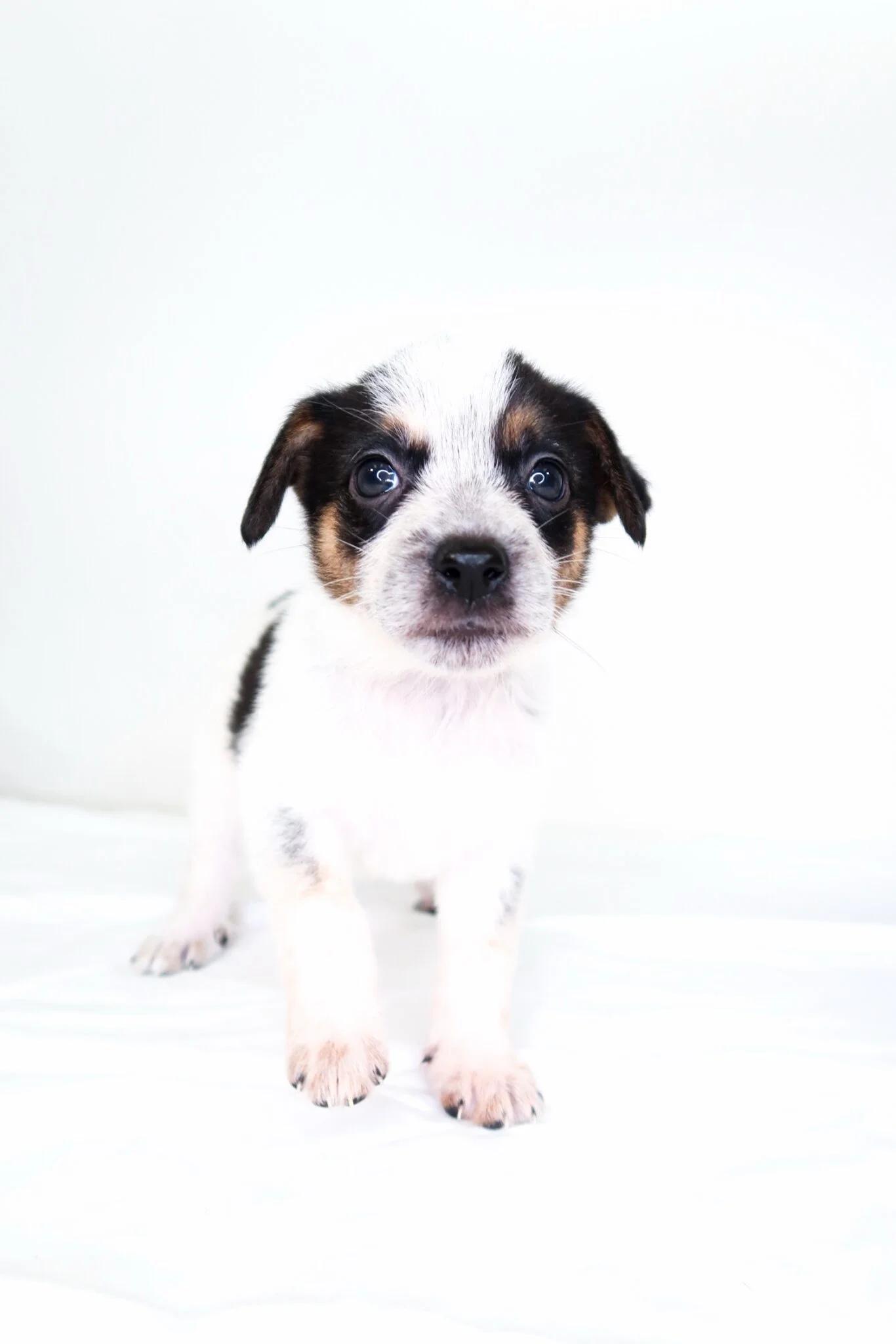Squishmallow, an adopted mixed breed in Bixby, OK image 4/5