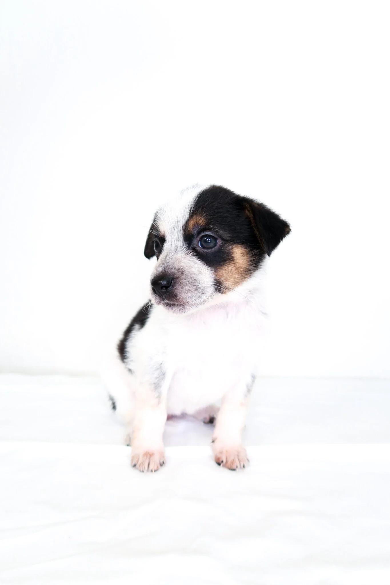 Squishmallow, an adopted mixed breed in Bixby, OK image 5/5