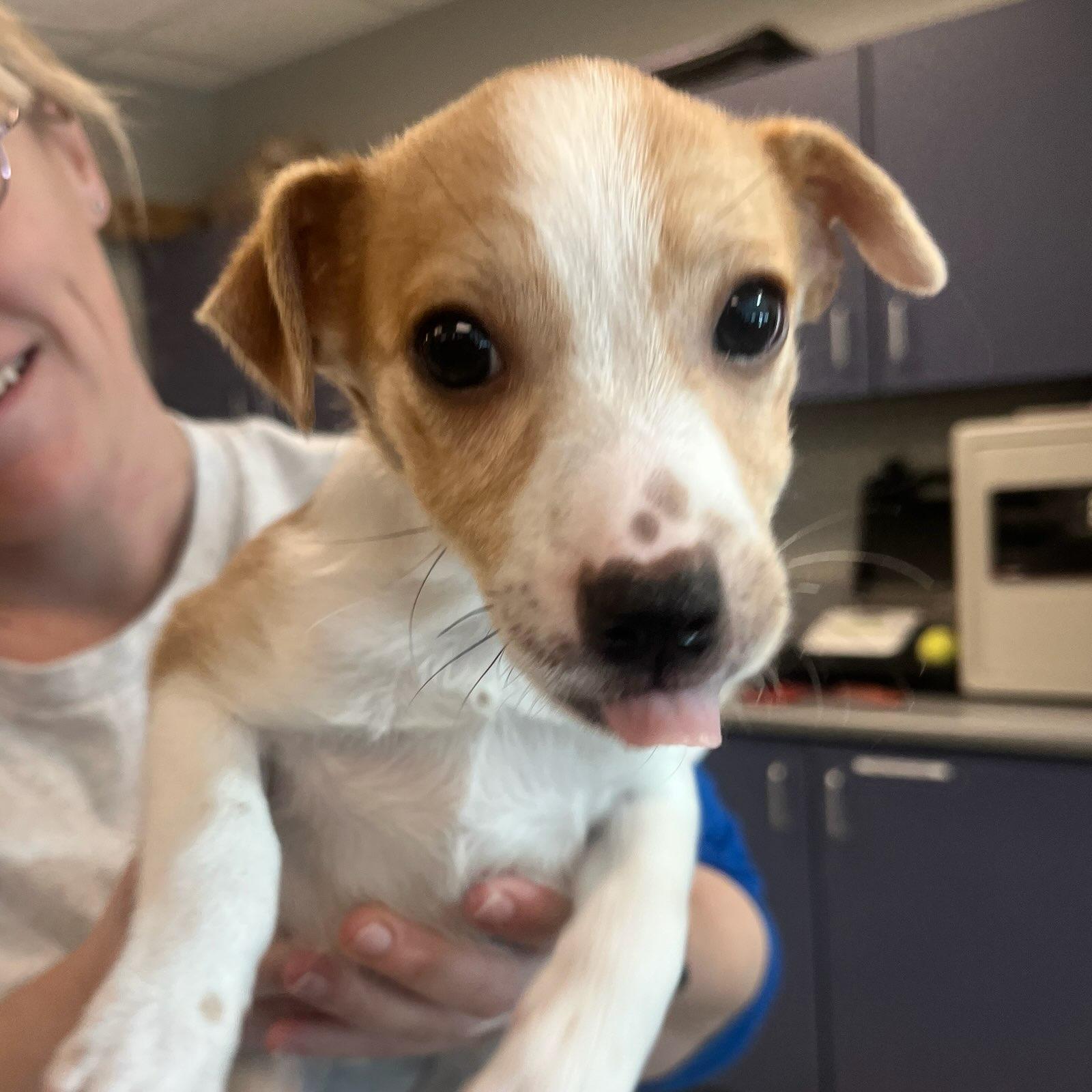 Cannoli (ID 49936/144), adopted, Puppy Male Jack Russell Terrier.