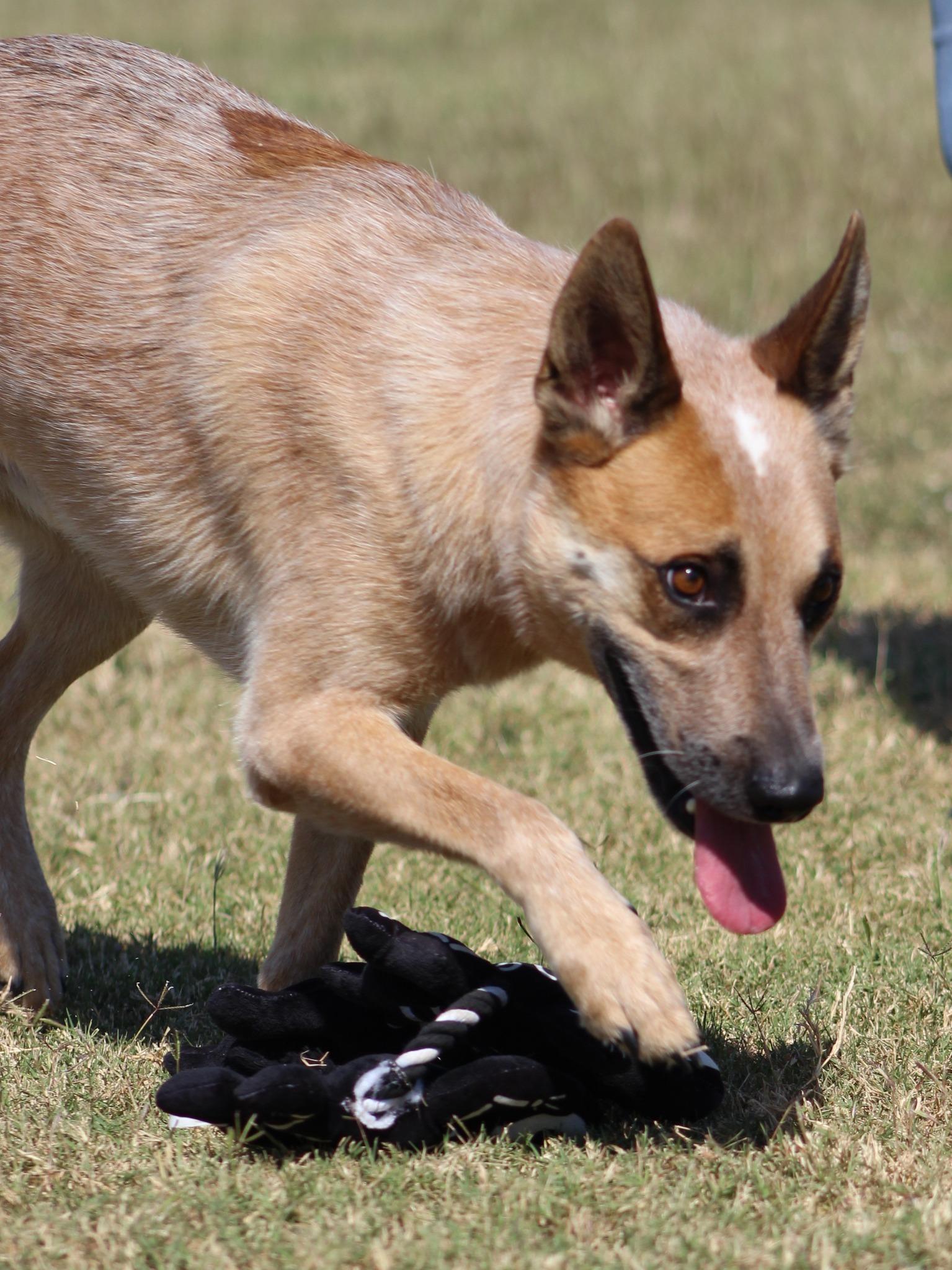 Enlarge Jack, a Adoptable Cattle Dog in Temple, TX image 3/5