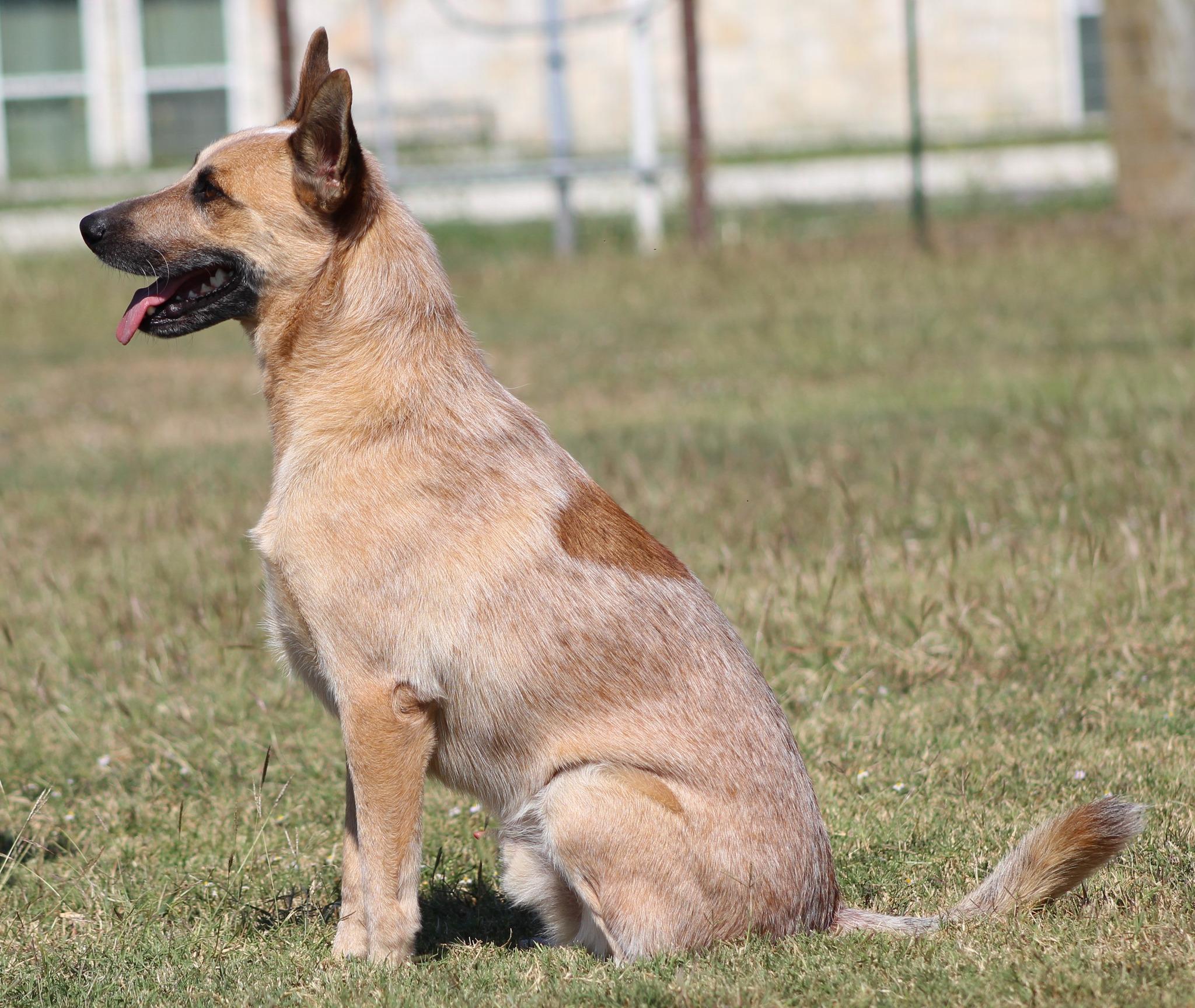 Enlarge Jack, a Adoptable Cattle Dog in Temple, TX image 4/5
