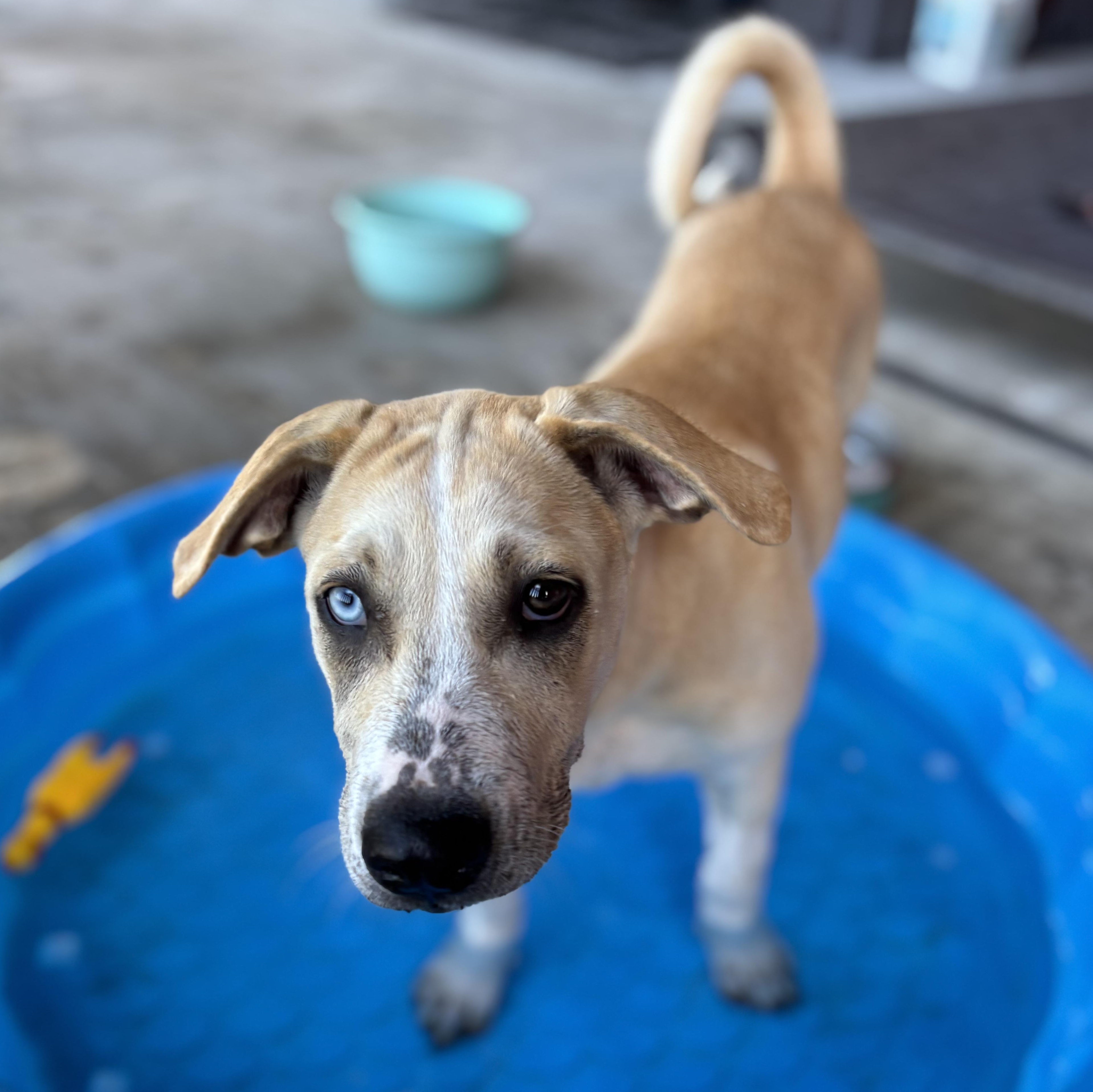 Enlarge Roca, a Adoptable mixed breed in Providence, RI image 1/6