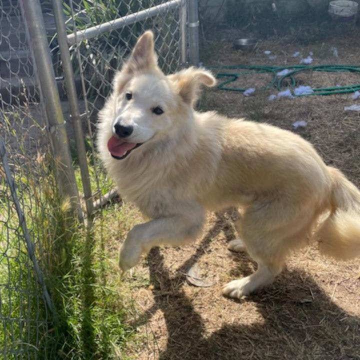 Don Juan, a Adoptable mixed breed in Redlands, CA image 1/4