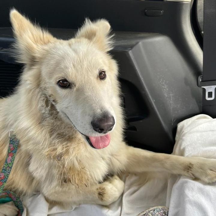 Don Juan, a Adoptable mixed breed in Redlands, CA image 2/4