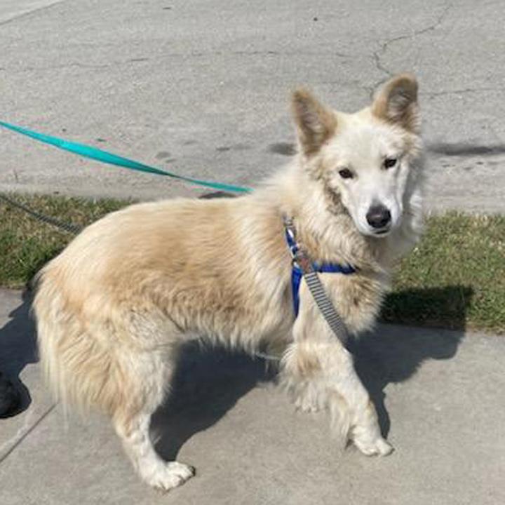 Don Juan, a Adoptable mixed breed in Redlands, CA image 3/4