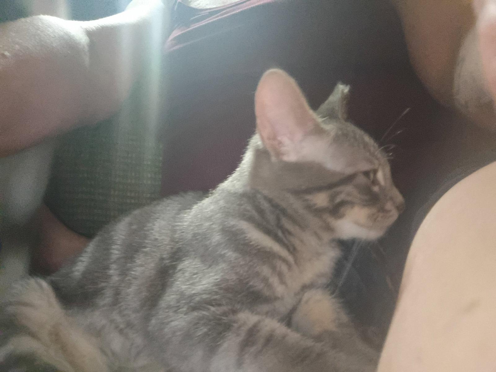 Puddy, Adoptable, Kitten Male Domestic Short Hair.