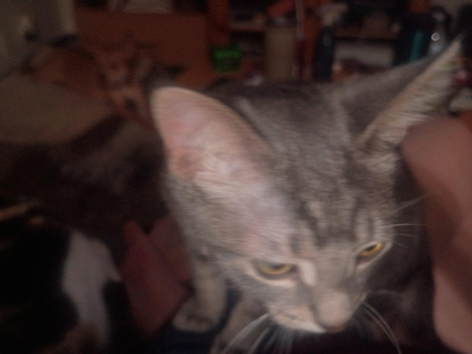 Enlarge Puddy, a Adoptable Domestic Short Hair in Niles, MI image 2/3