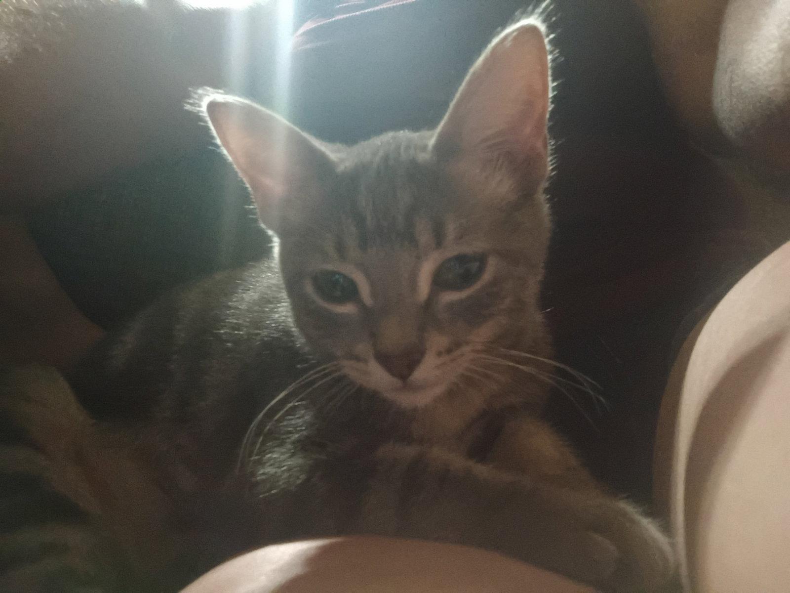 Enlarge Puddy, a Adoptable Domestic Short Hair in Niles, MI image 3/3