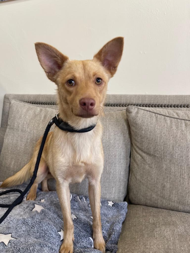 Brach, Adoptable, Puppy Male Mixed Breed.