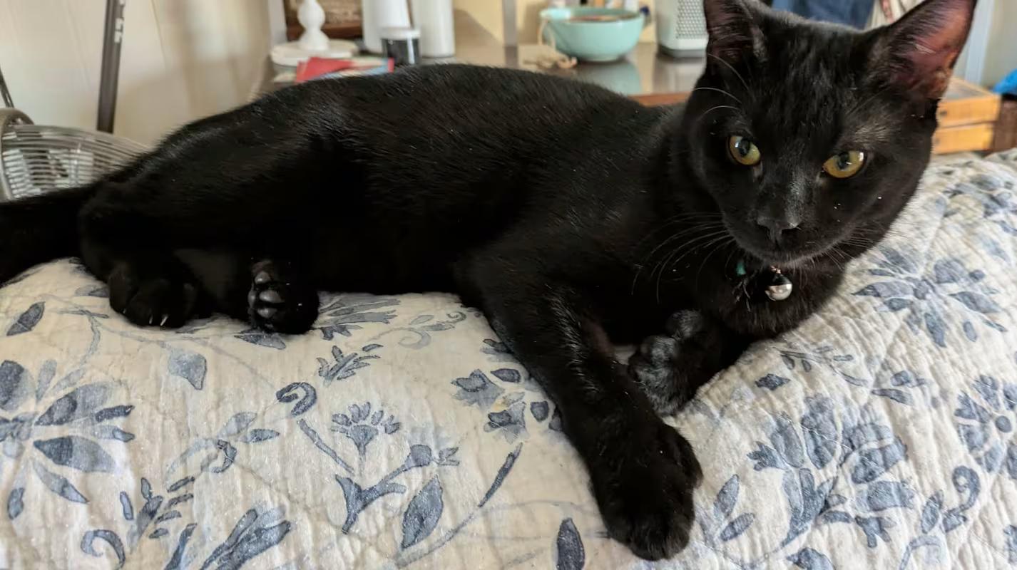 Enlarge Tripoli, an adopted Domestic Short Hair in LITTLE MOUNTAIN, SC image 1/2