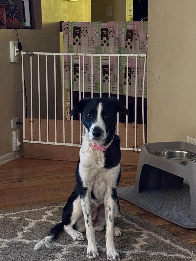 Enlarge Athena, a Adoptable Collie in Libertyville, IL image 1/4