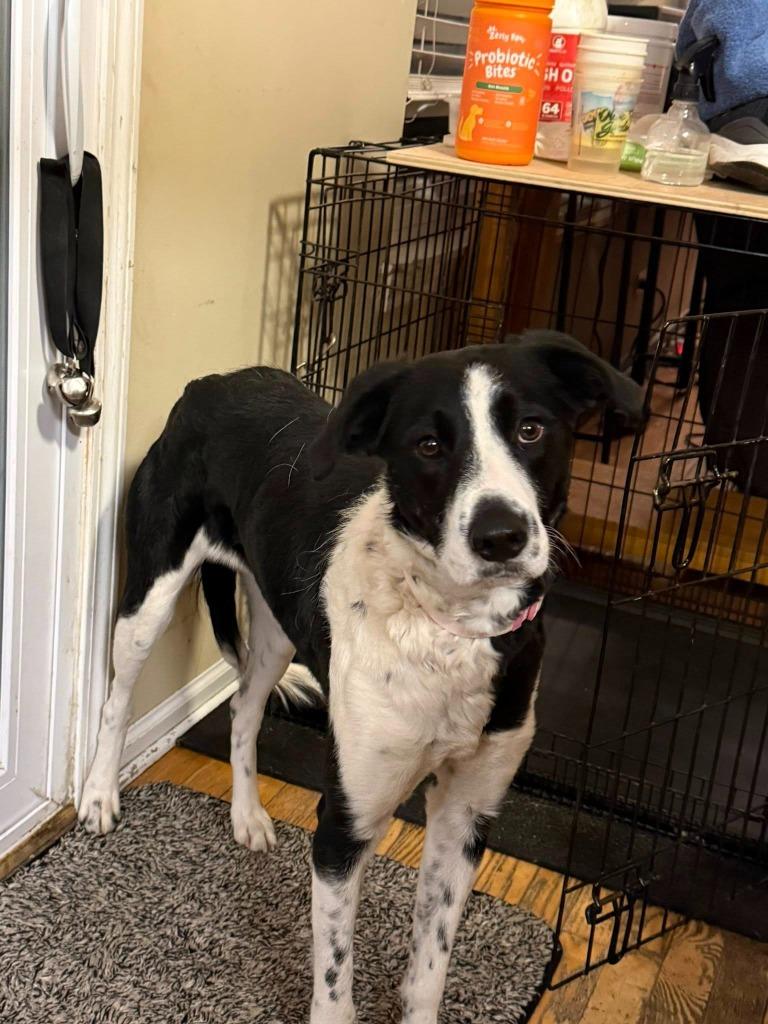 Enlarge Athena, a Adoptable Collie in Libertyville, IL image 2/4