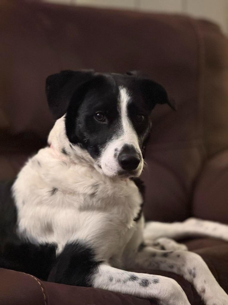 Enlarge Athena, a Adoptable Collie in Libertyville, IL image 3/4