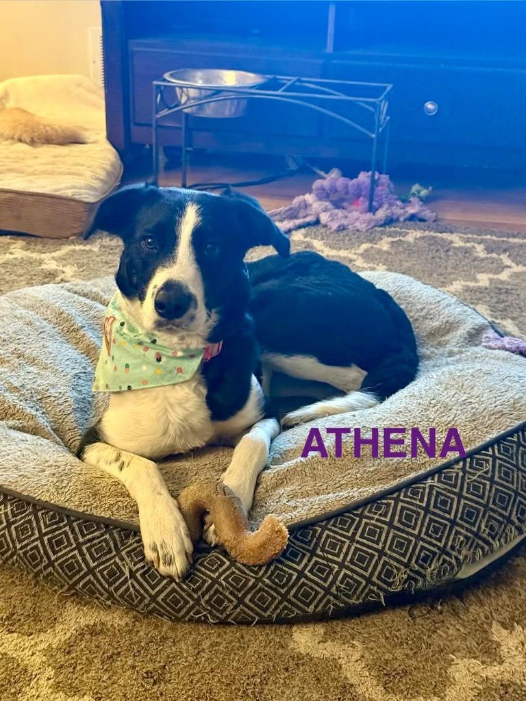 Enlarge Athena, a Adoptable Collie in Libertyville, IL image 4/4
