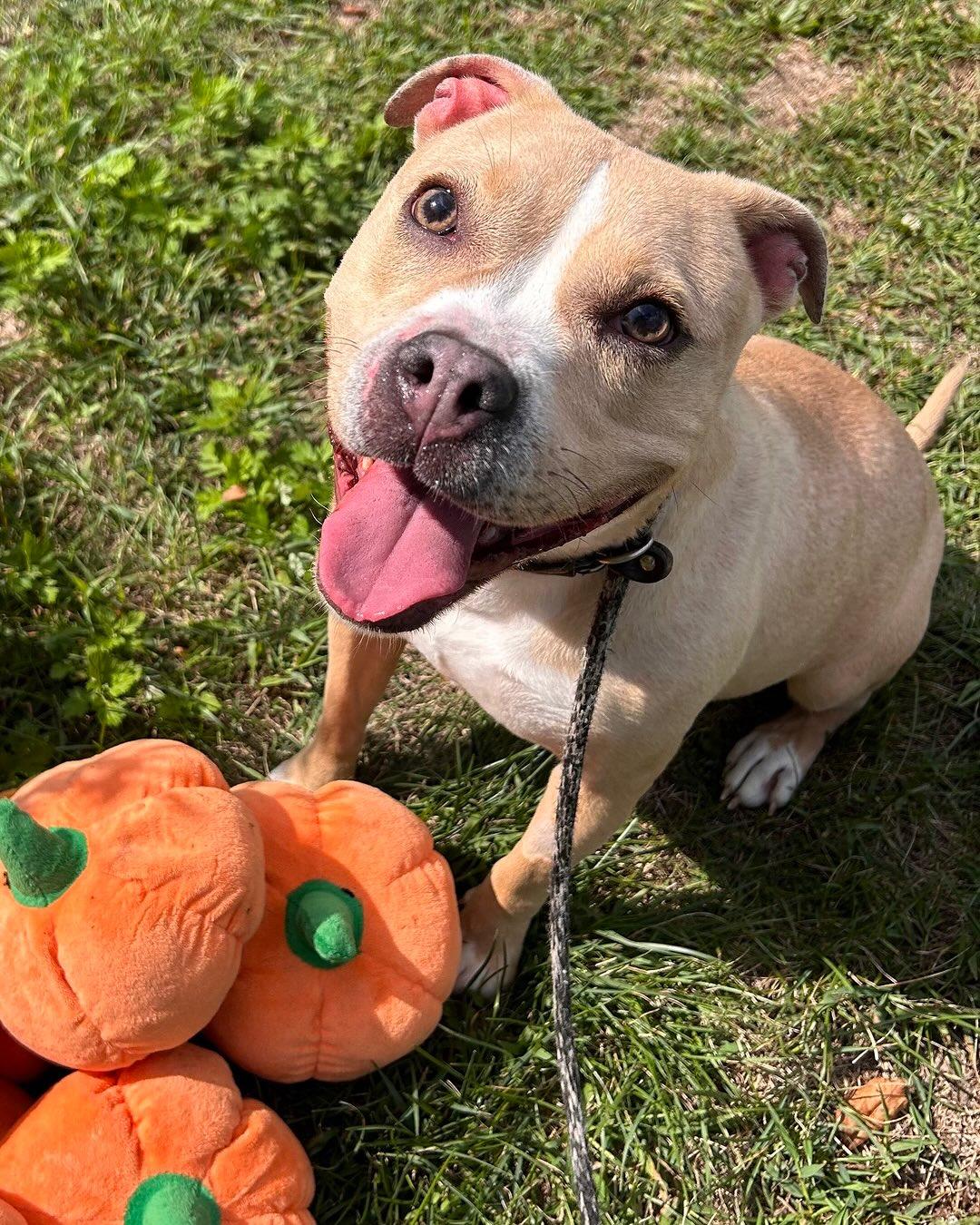 Enlarge Hannah Tag #1264, a Adoptable mixed breed in Central Islip, NY image 1/1