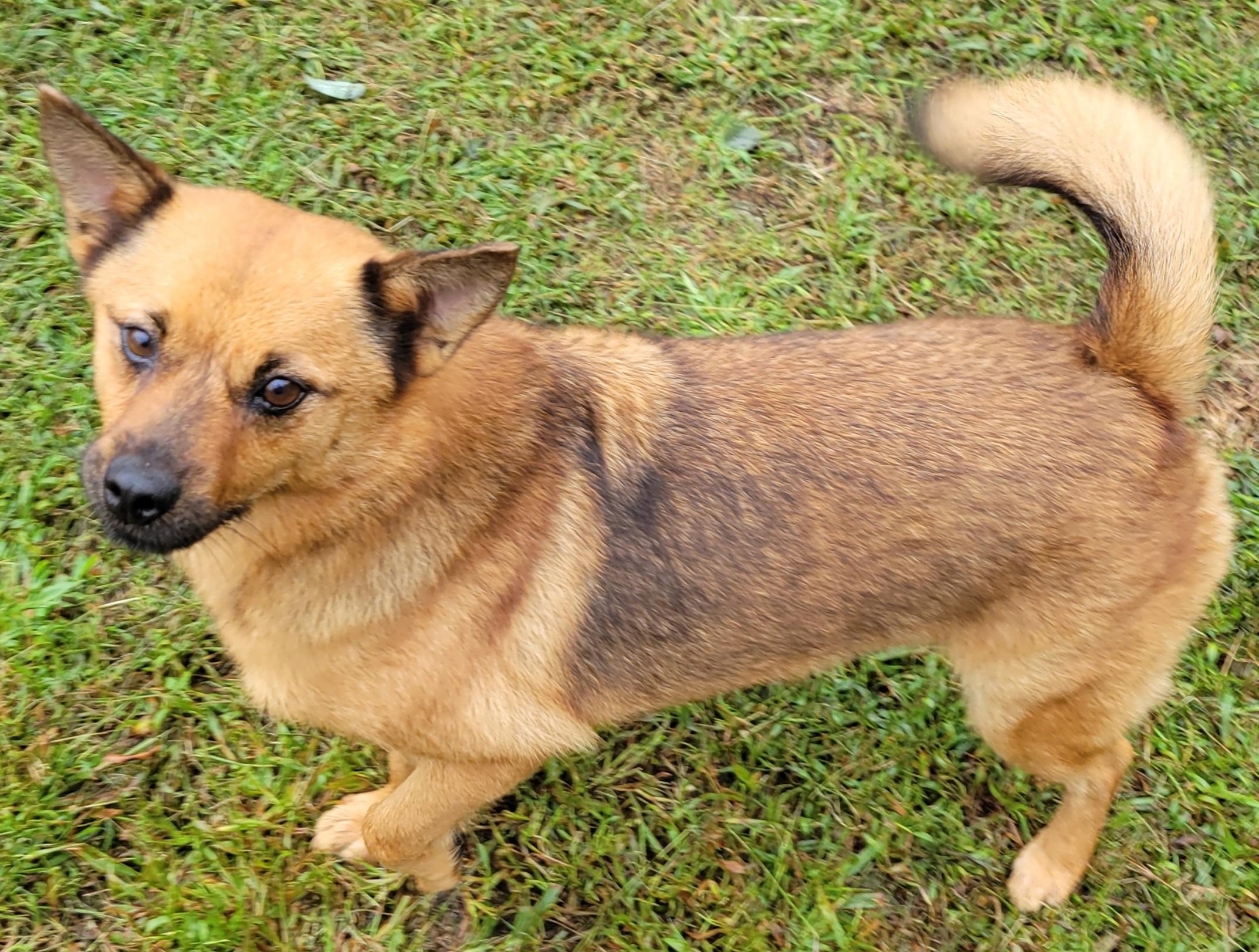 Enlarge Rusty, a Adoptable mixed breed in Elwood, NJ image 4/4