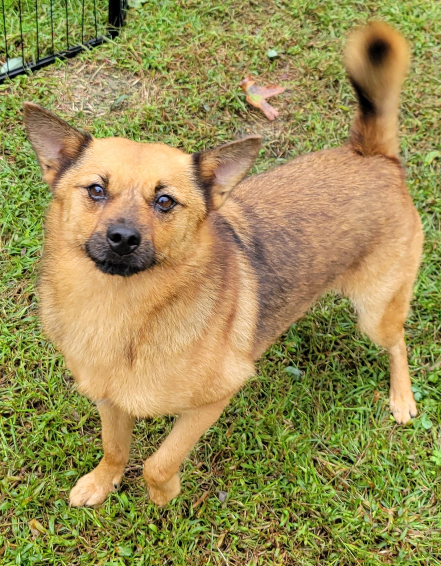 Rusty, Adoptable, Adult Male Finnish Spitz.