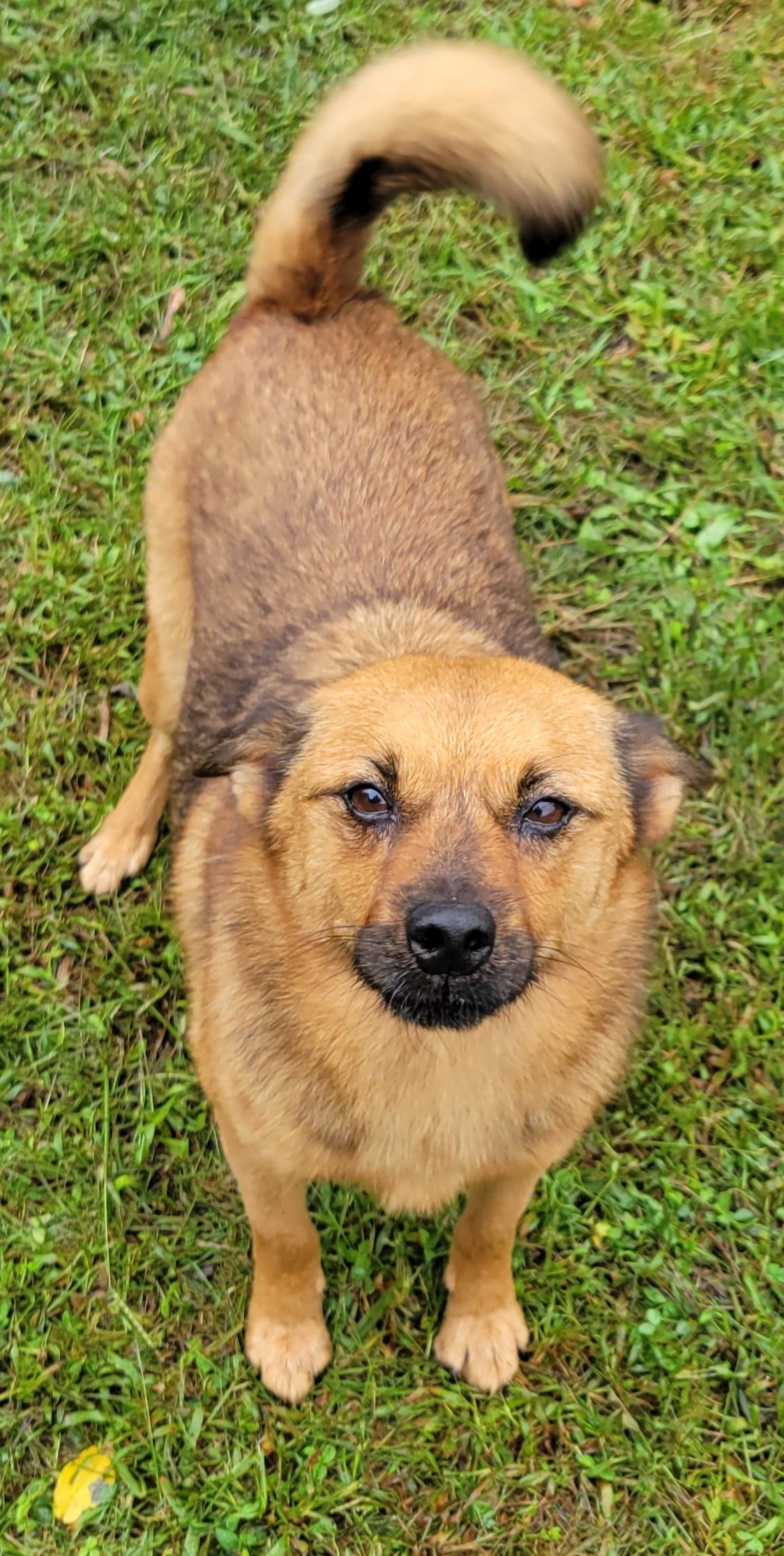Enlarge Rusty, a Adoptable mixed breed in Elwood, NJ image 2/4