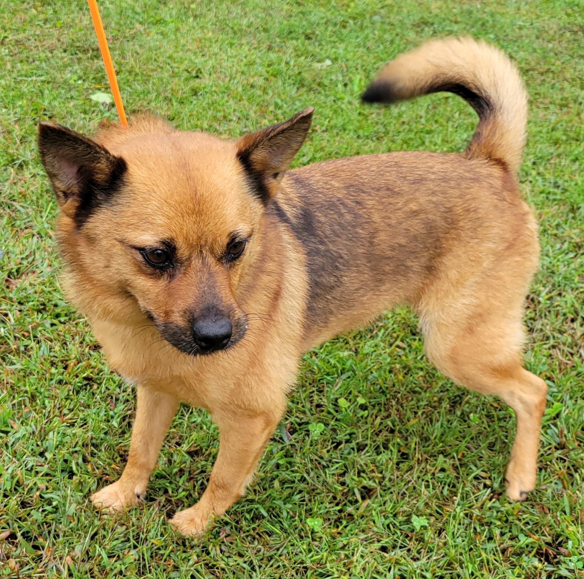 Enlarge Rusty, a Adoptable mixed breed in Elwood, NJ image 3/4