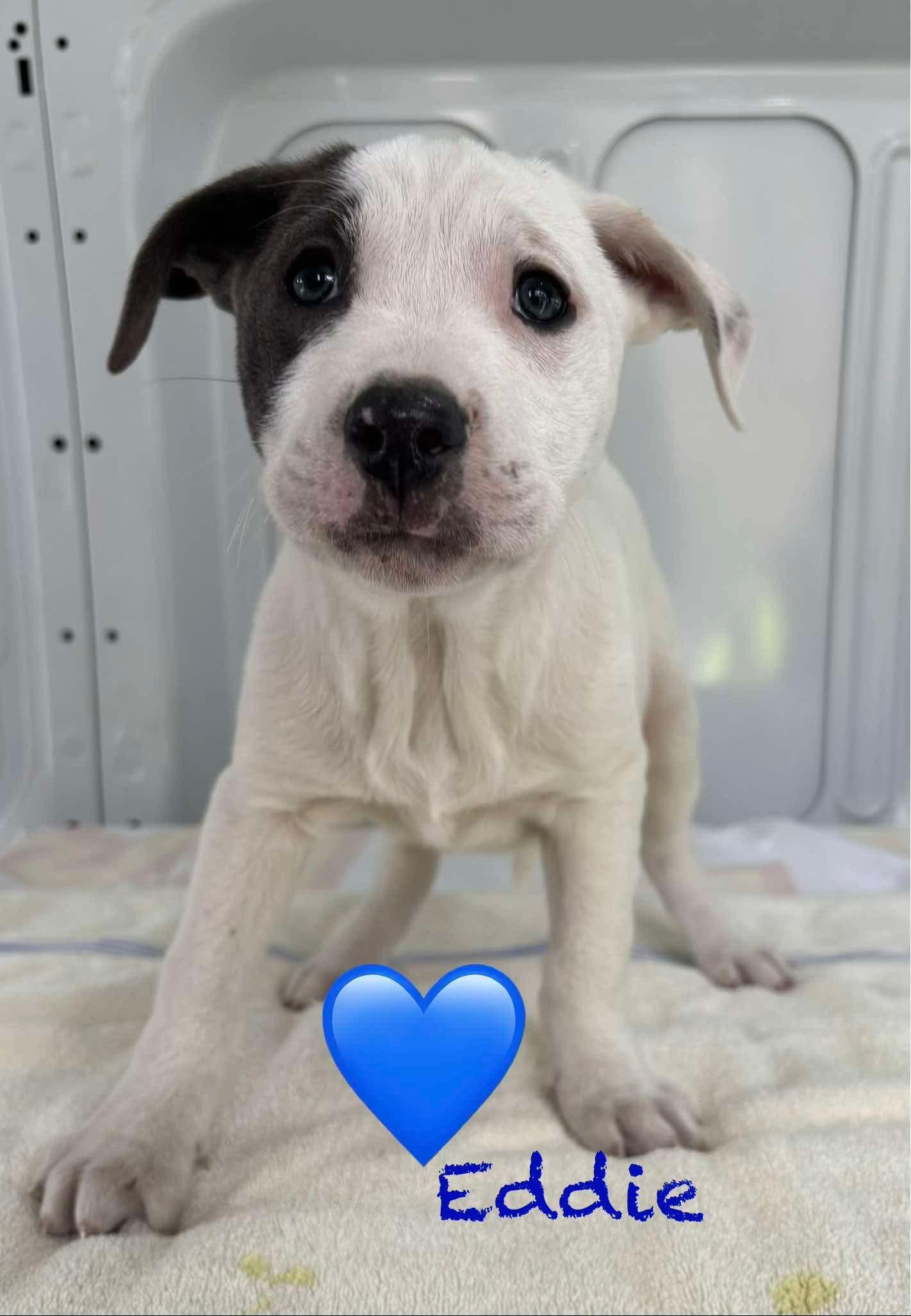 Enlarge Eddie, a Adopted mixed breed in Minneapolis, MN image 5/5