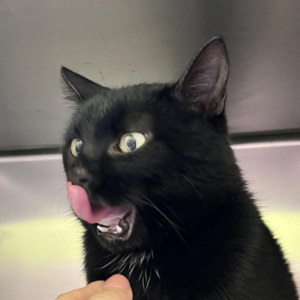 Nyxie, Adoptable, Young Male Domestic Short Hair.
