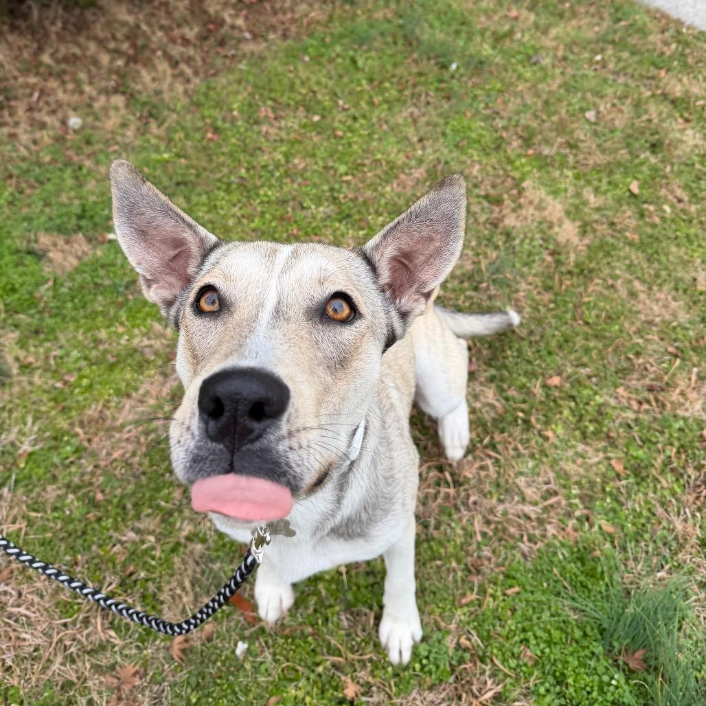 Mama Dough, a Adoptable mixed breed in Chattanooga, TN image 2/6