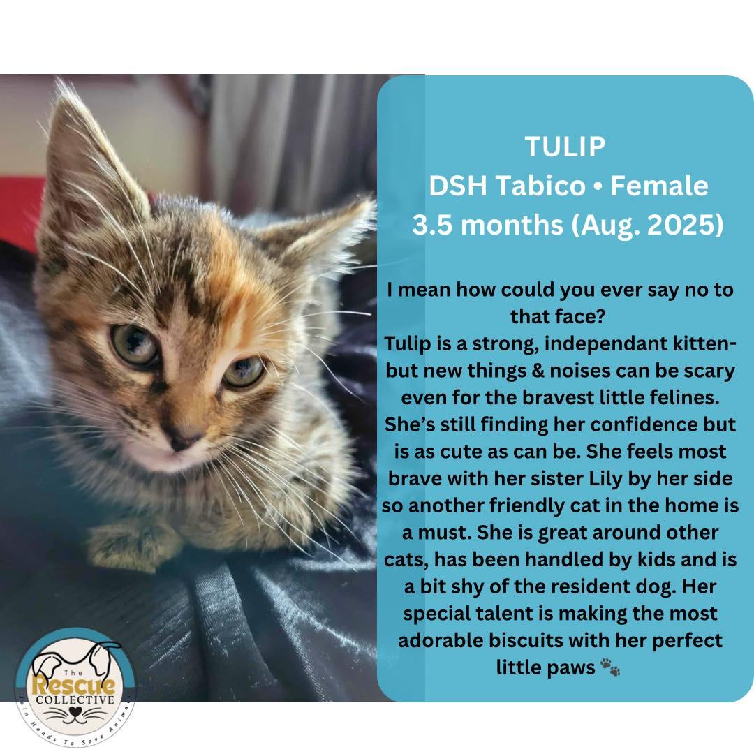Tulip, an adoptable Calico in Clive, AB, T0C 0Y0 | Photo Image 1