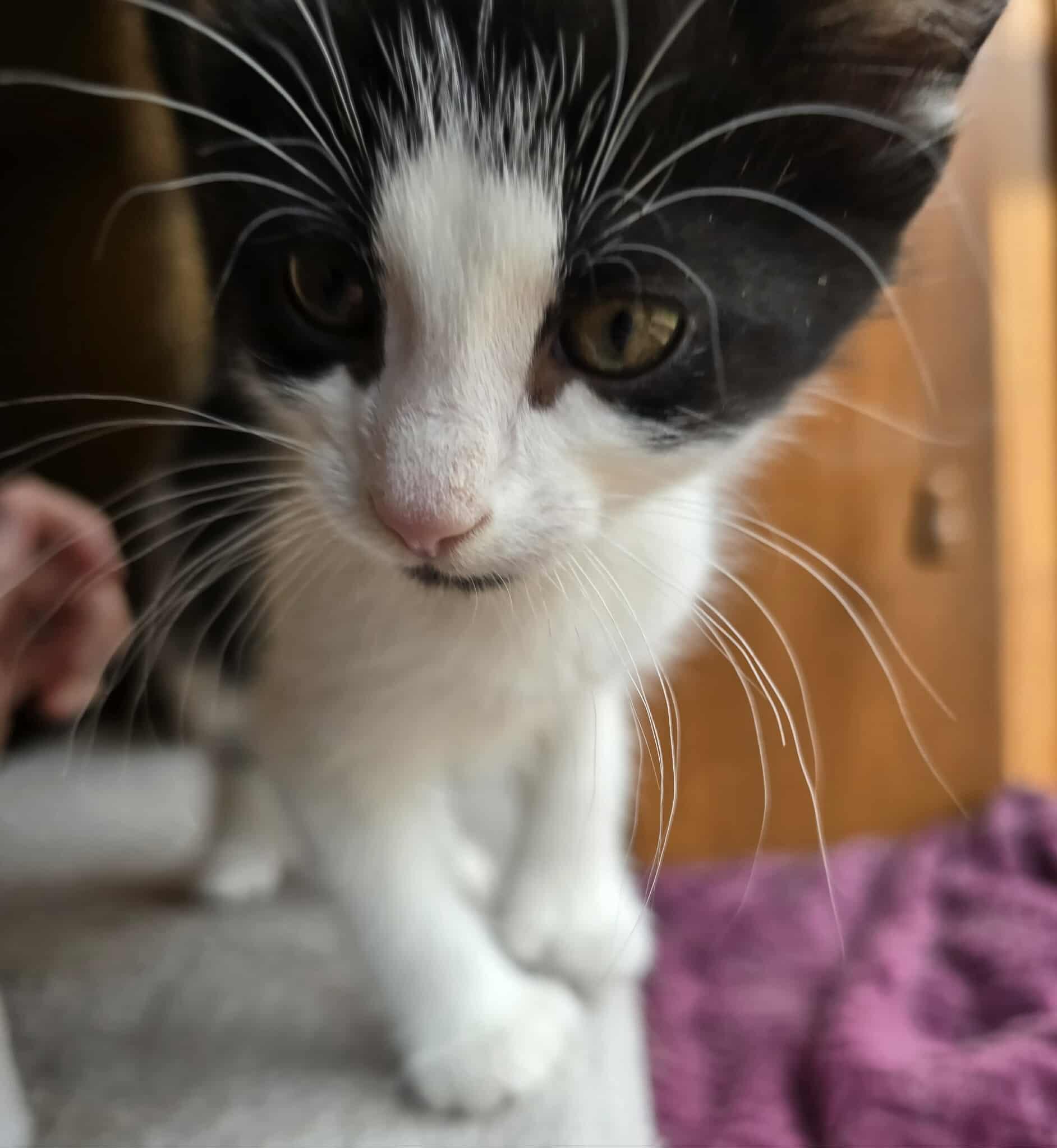 Pixel
