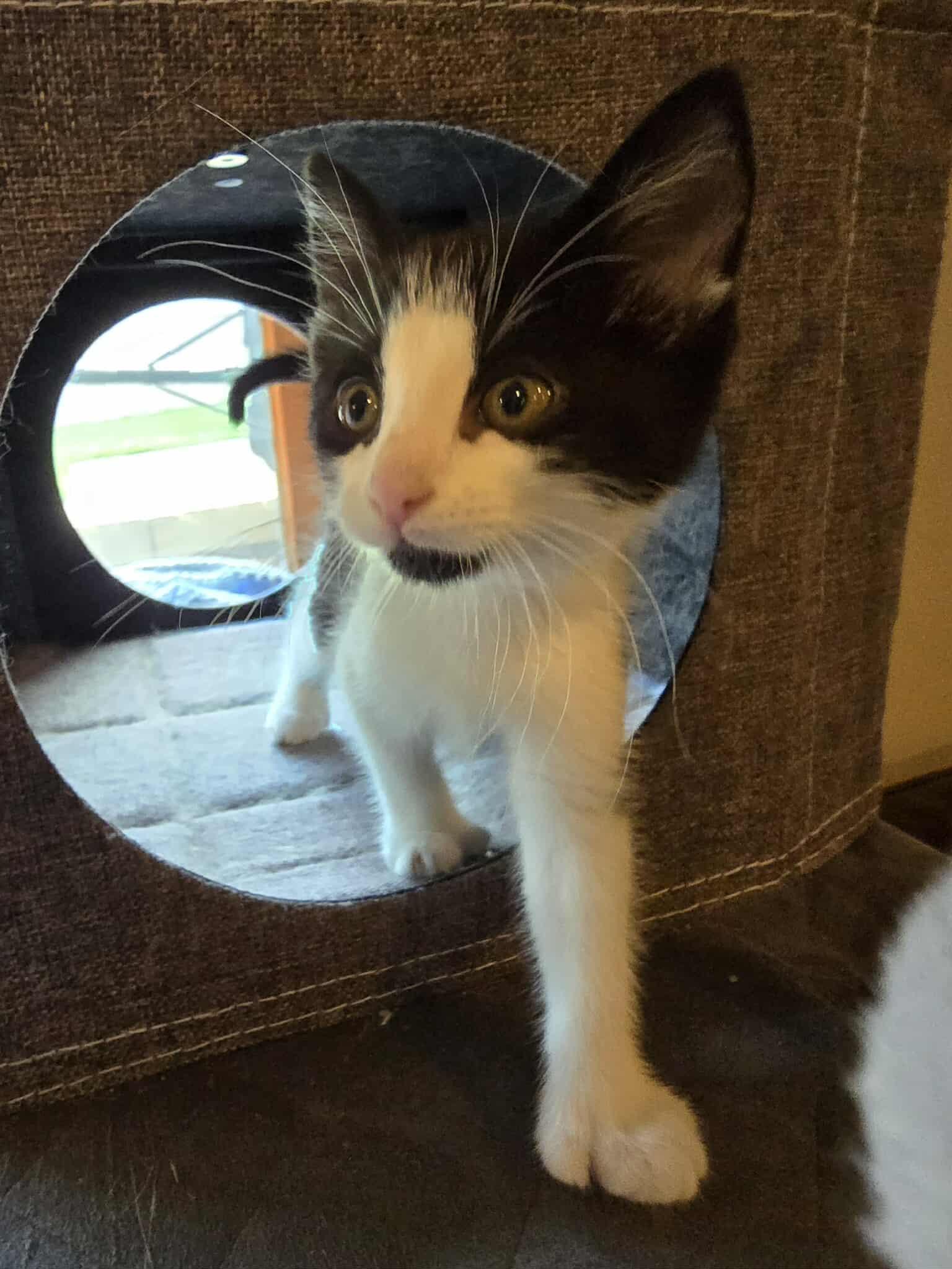 Pixel, Baby Female unknown