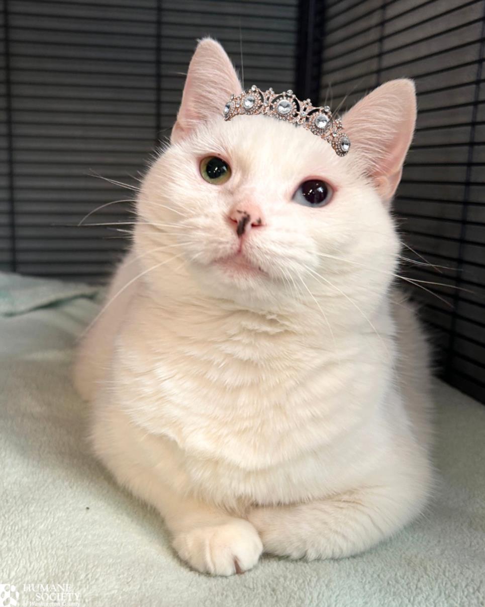 PRINCESS TOFU, Adoptable, Adult Female Domestic Short Hair.