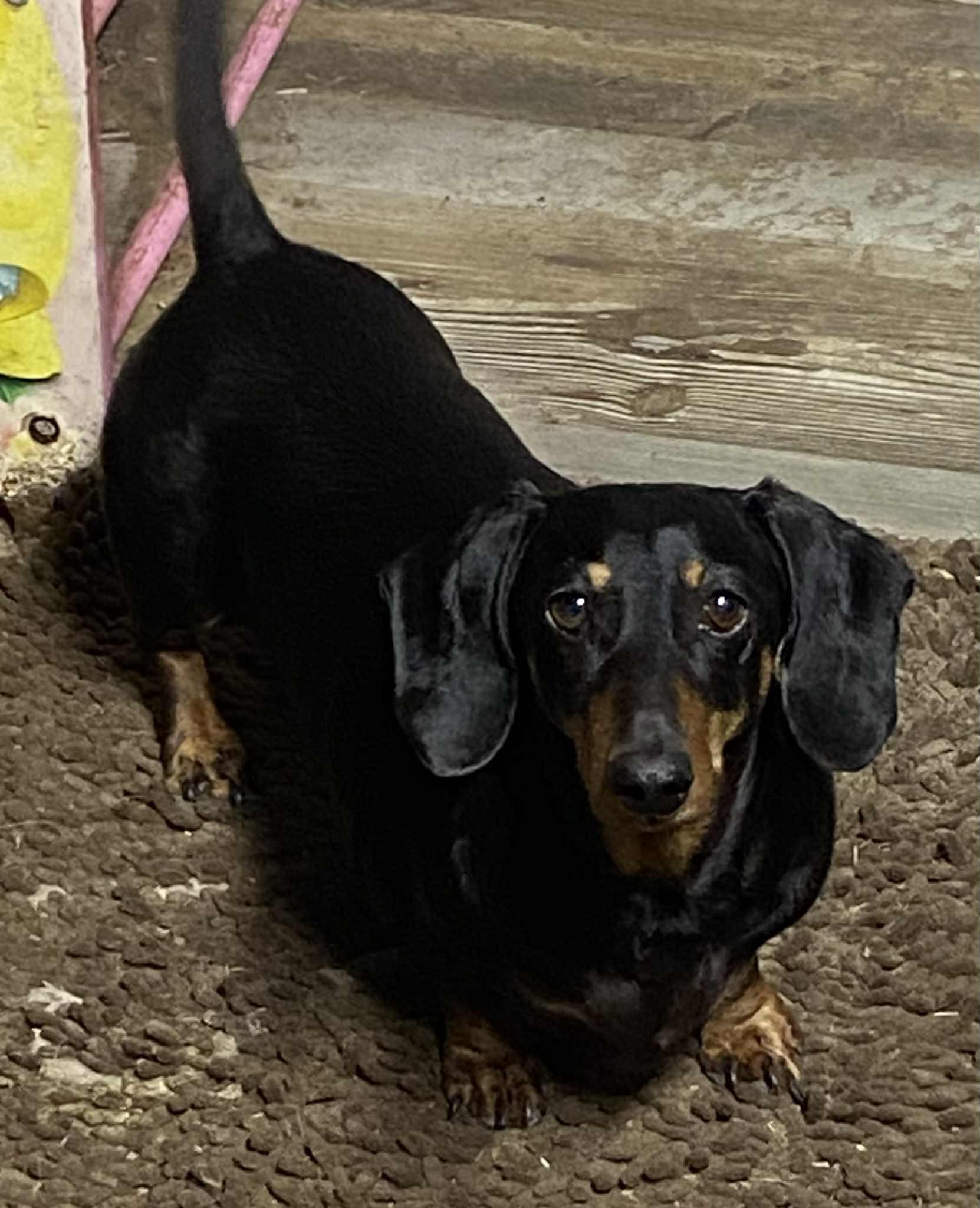 Enlarge Sasha, a ADOPTABLE Dachshund in Royse City, TX image 1/1