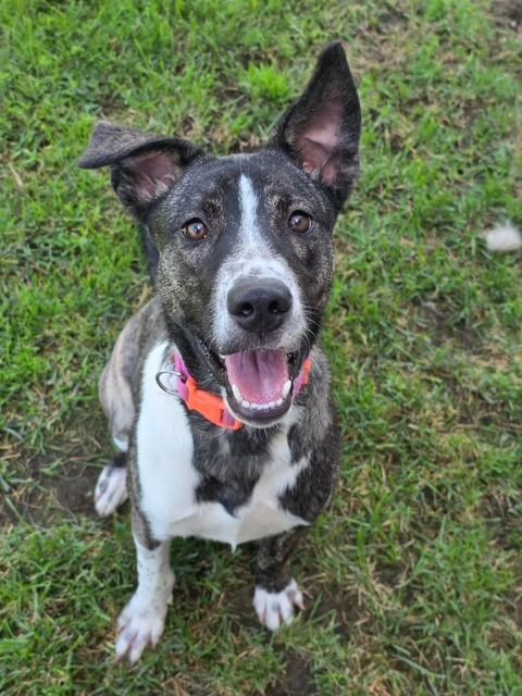 Zara, Adoptable, Young Female Tennessee Treeing Brindle.