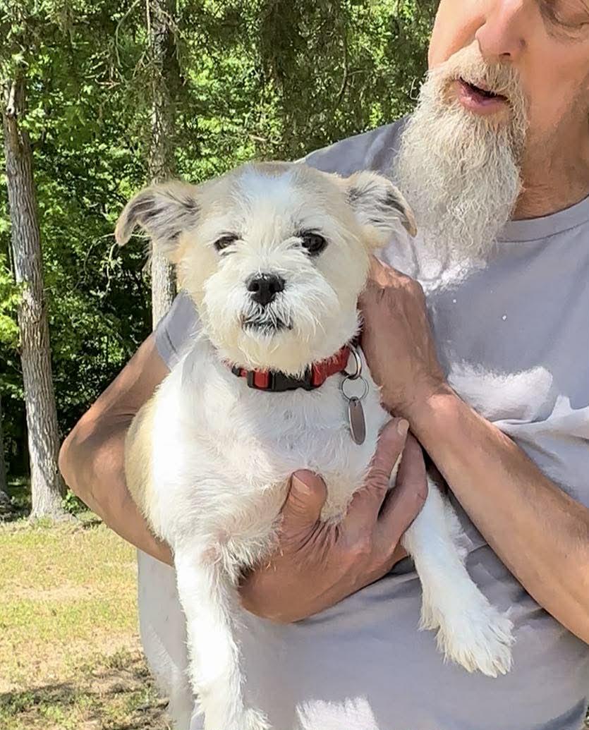 Sophie Jo, Adopted, Adult Female Mixed Breed.
