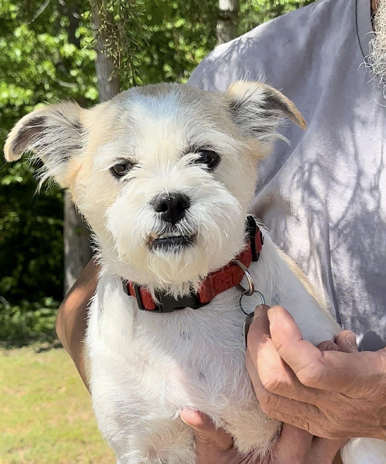 Sophie Jo, a Adopted Mixed Breed in Thomasville, NC image 2/3