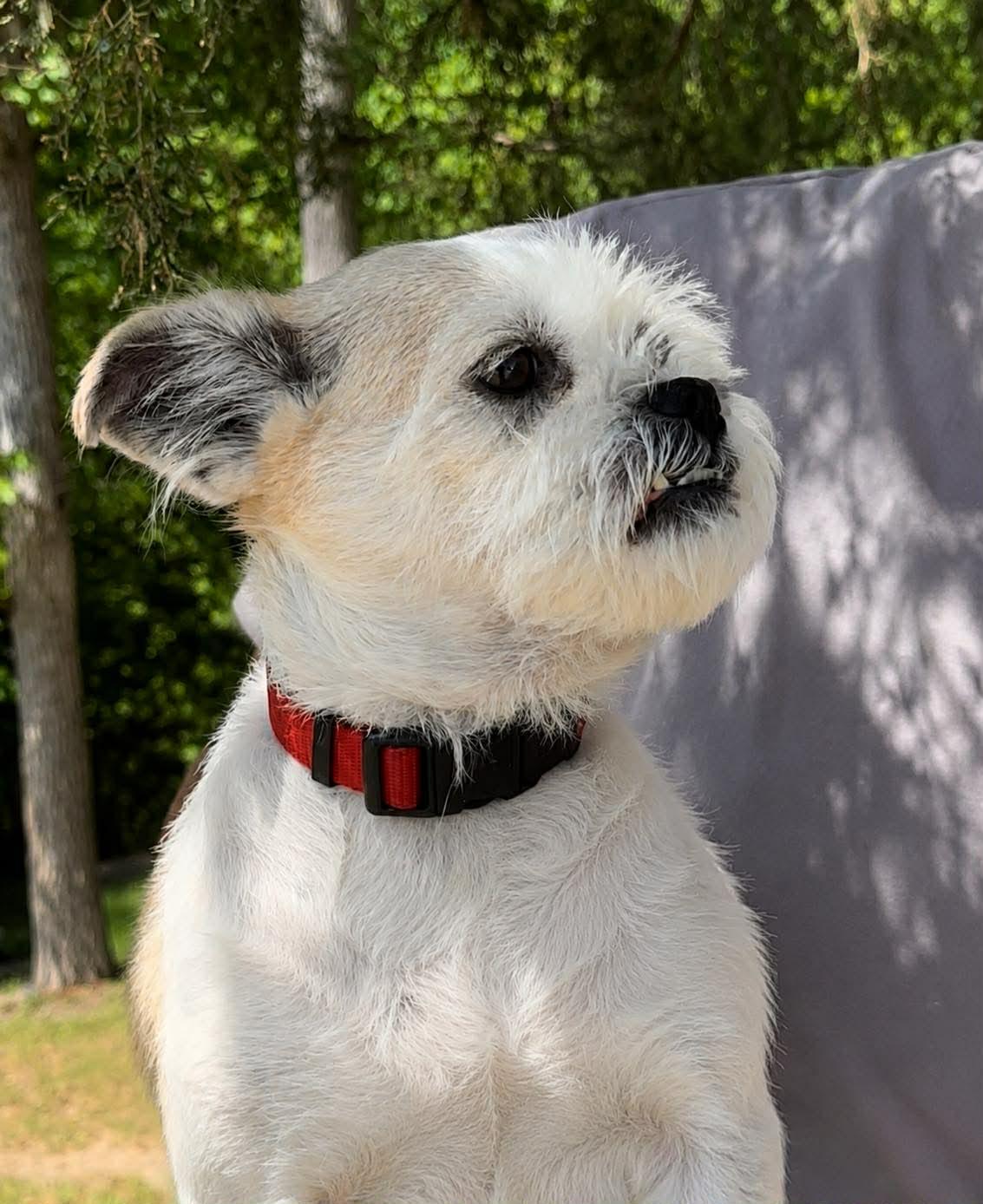 Sophie Jo, a Adopted Mixed Breed in Thomasville, NC image 3/3