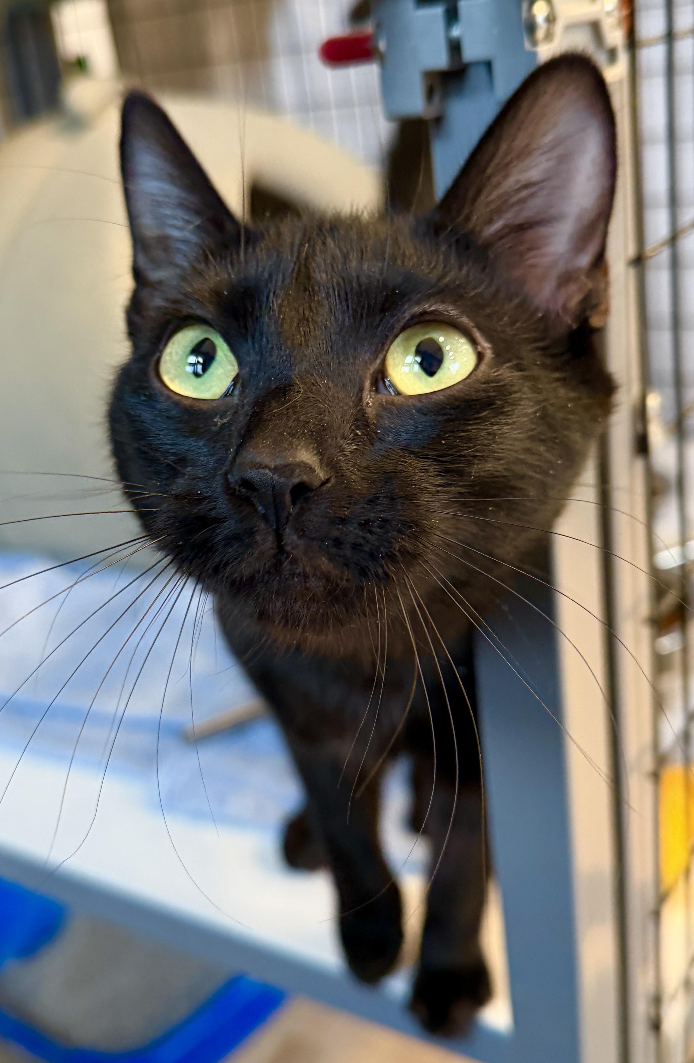 Enlarge Pansy, an adopted American Shorthair in Hull, MA image 1/3