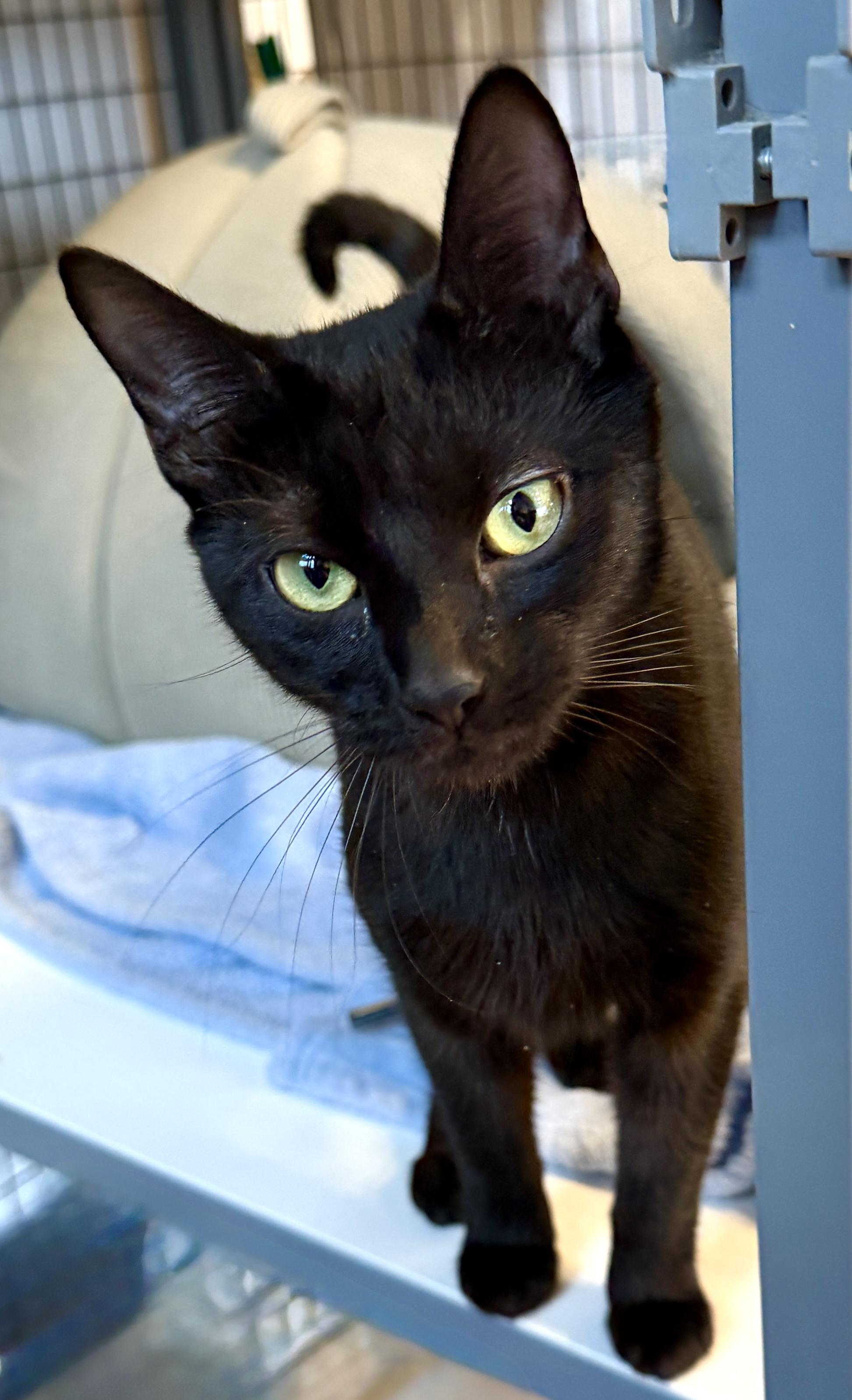 Enlarge Pansy, an adopted American Shorthair in Hull, MA image 2/3