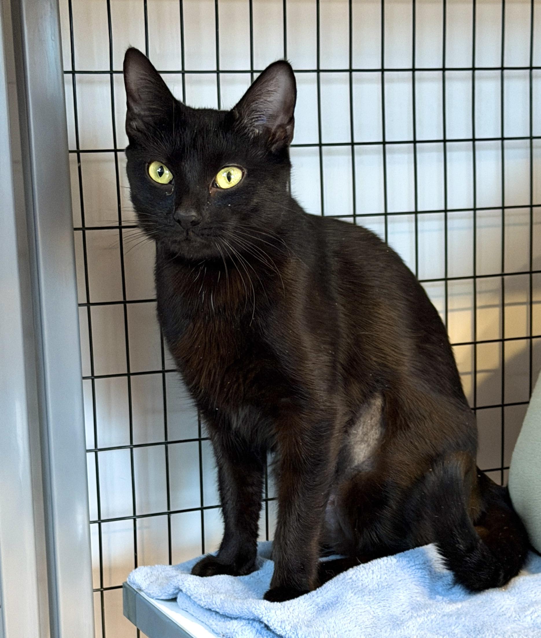 Enlarge Pansy, an adopted American Shorthair in Hull, MA image 3/3