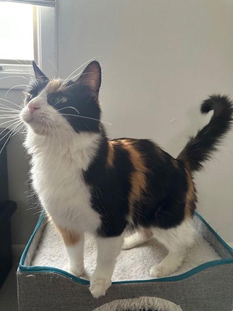 Roxy, a Adoptable Domestic Short Hair in Minneapolis, MN image 1/2