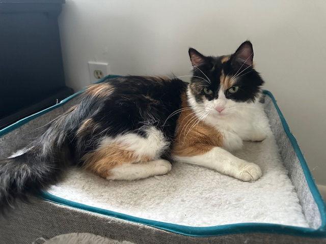 Roxy, a Adoptable Domestic Short Hair in Minneapolis, MN image 2/2