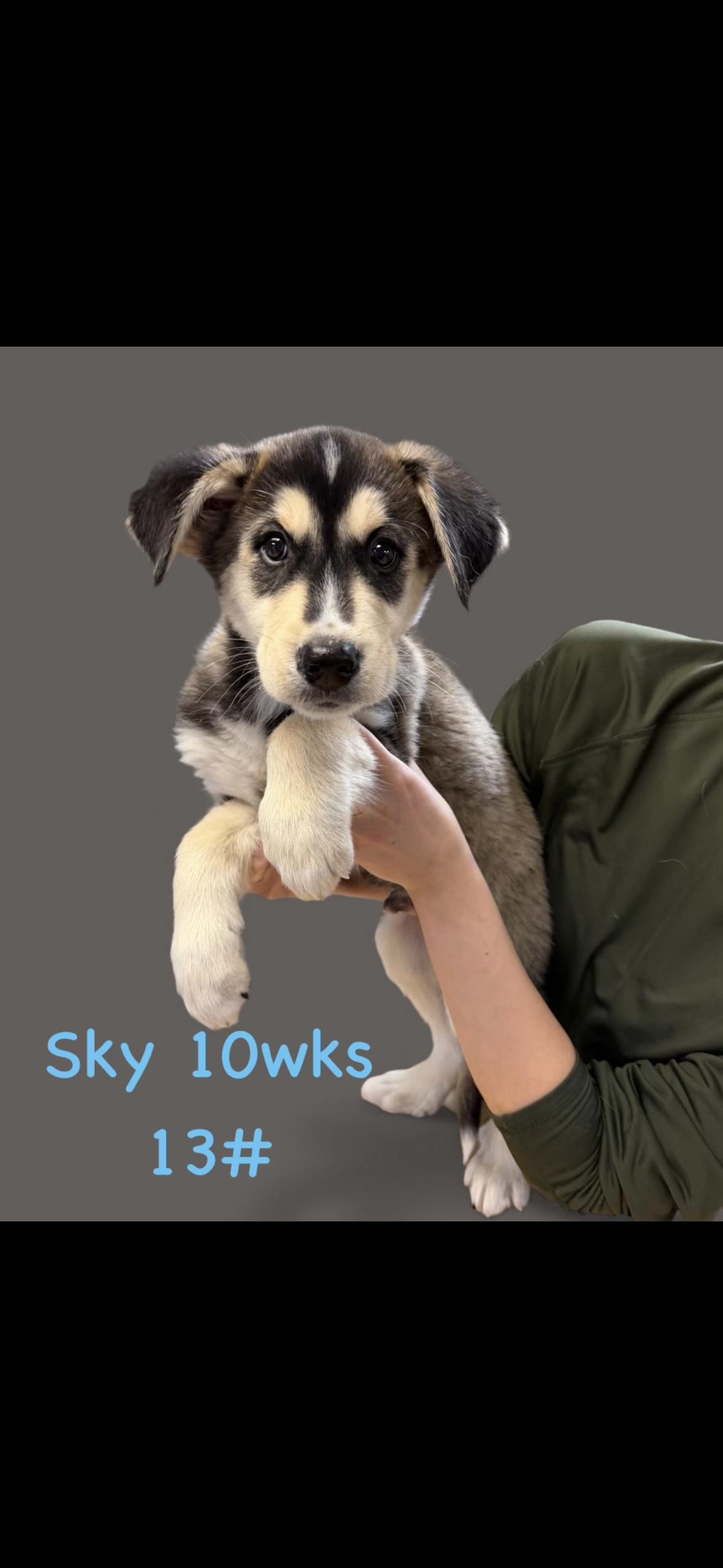 Sky Walker thumbnail 2
