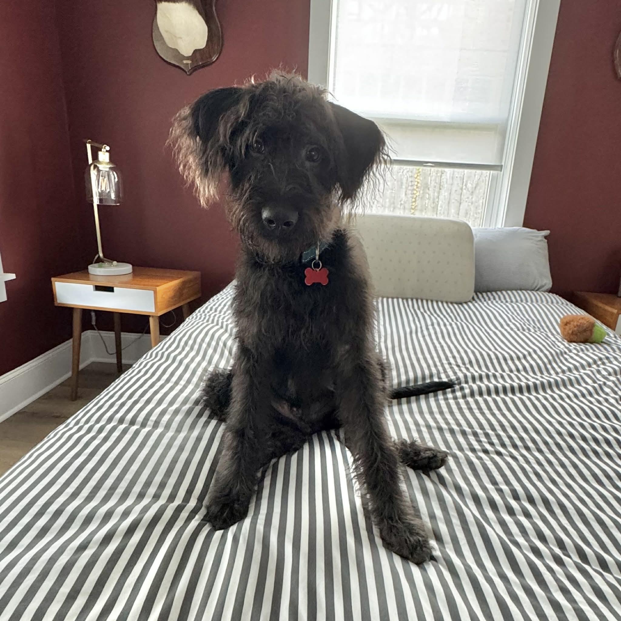 Pluto, a ADOPTABLE mixed breed in Boulder, CO image 2/6