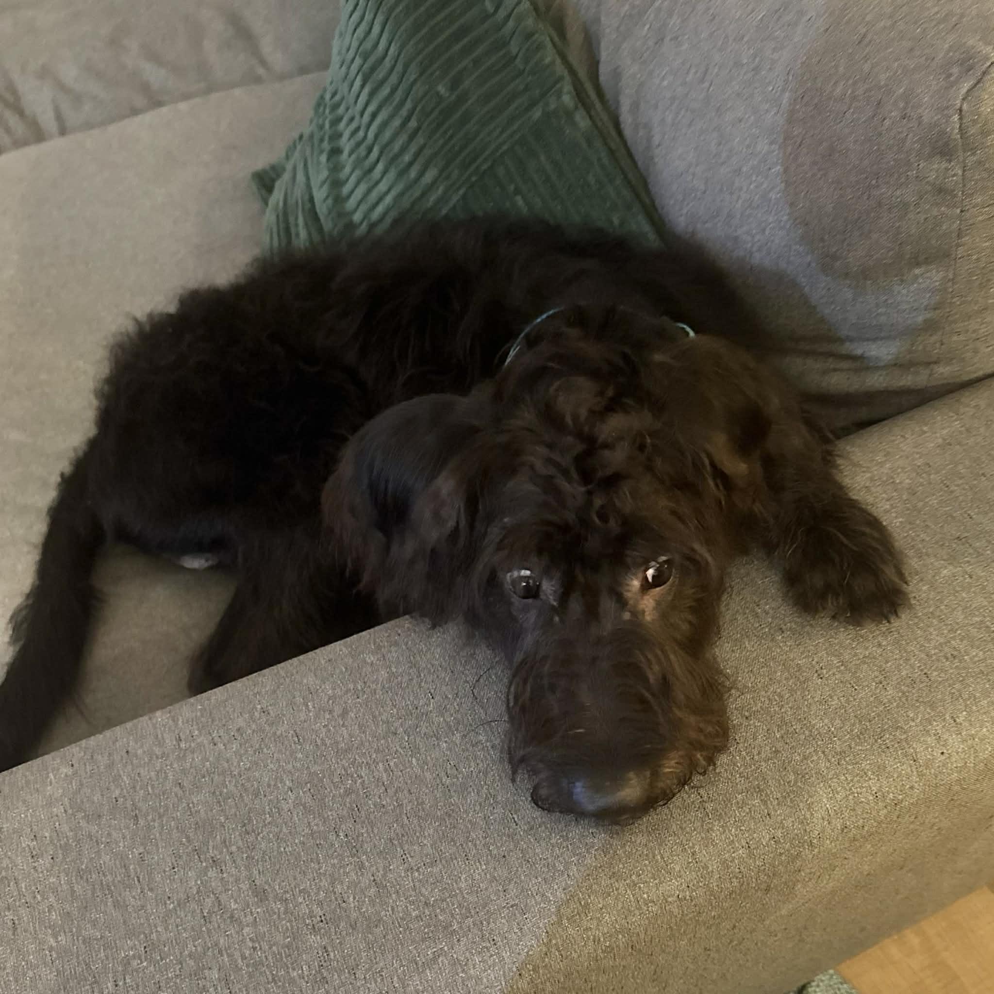 Pluto, a ADOPTABLE mixed breed in Boulder, CO image 6/6