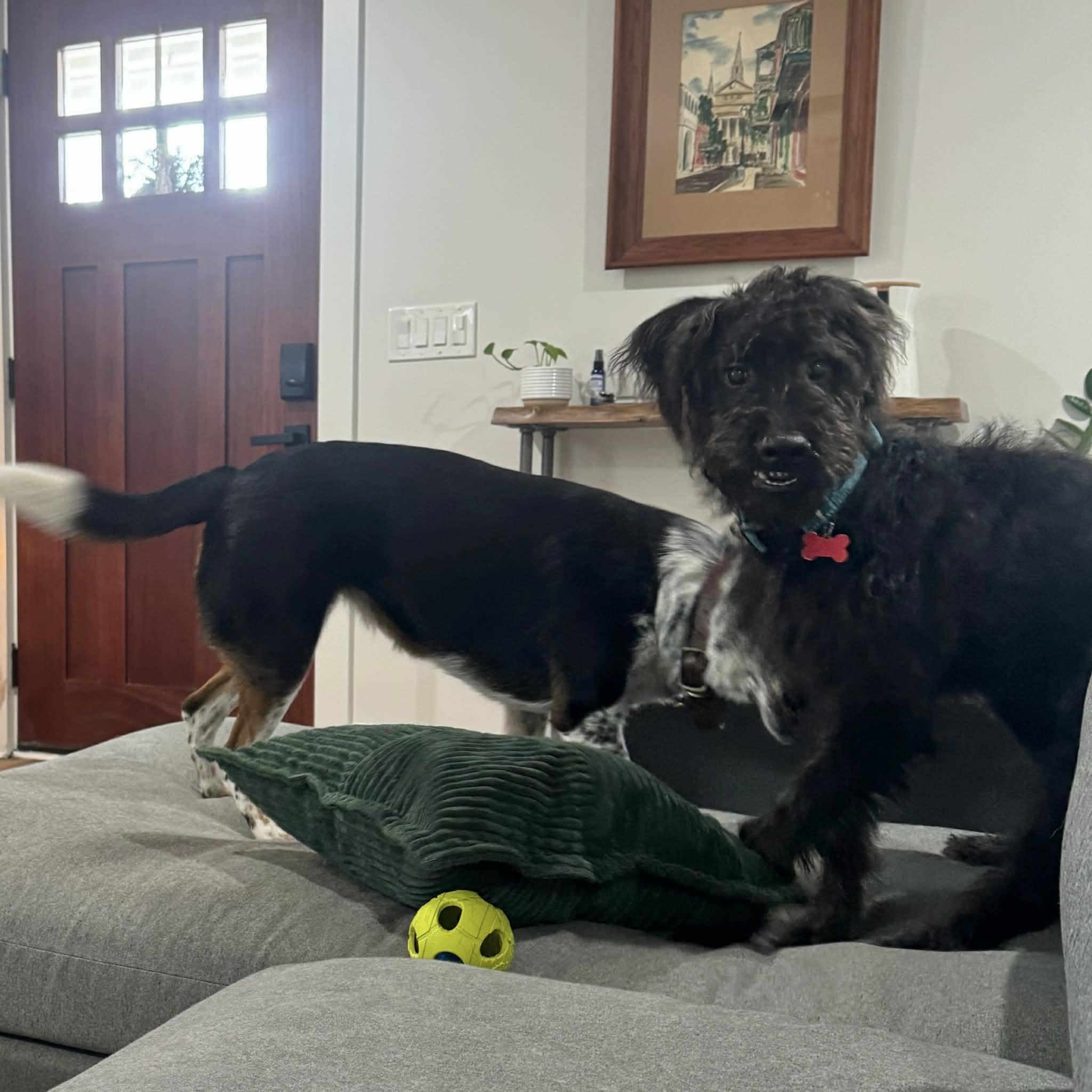 Pluto, a ADOPTABLE mixed breed in Boulder, CO image 4/6