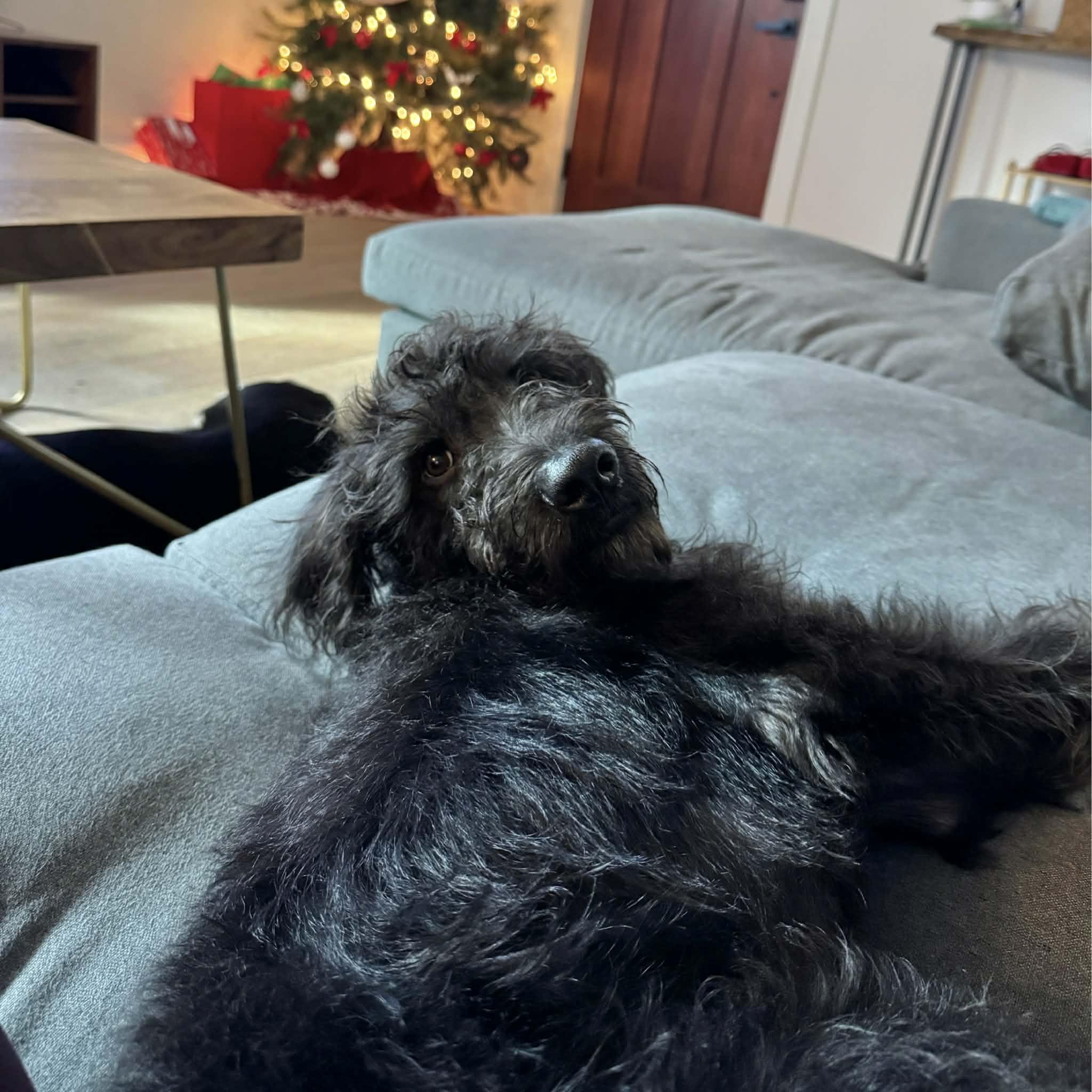 Pluto, a ADOPTABLE mixed breed in Boulder, CO image 3/6