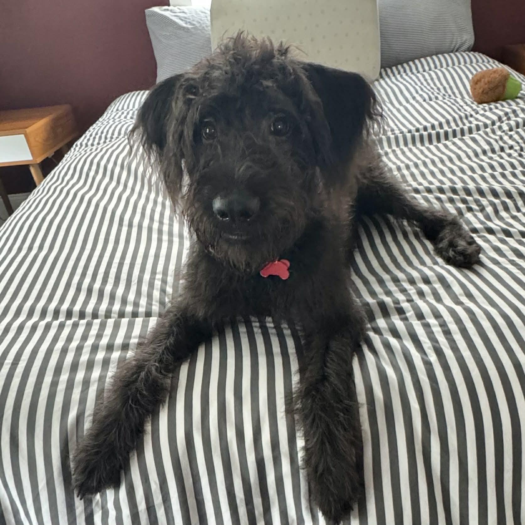 Pluto, ADOPTABLE, Young Male Schnauzer & Poodle.