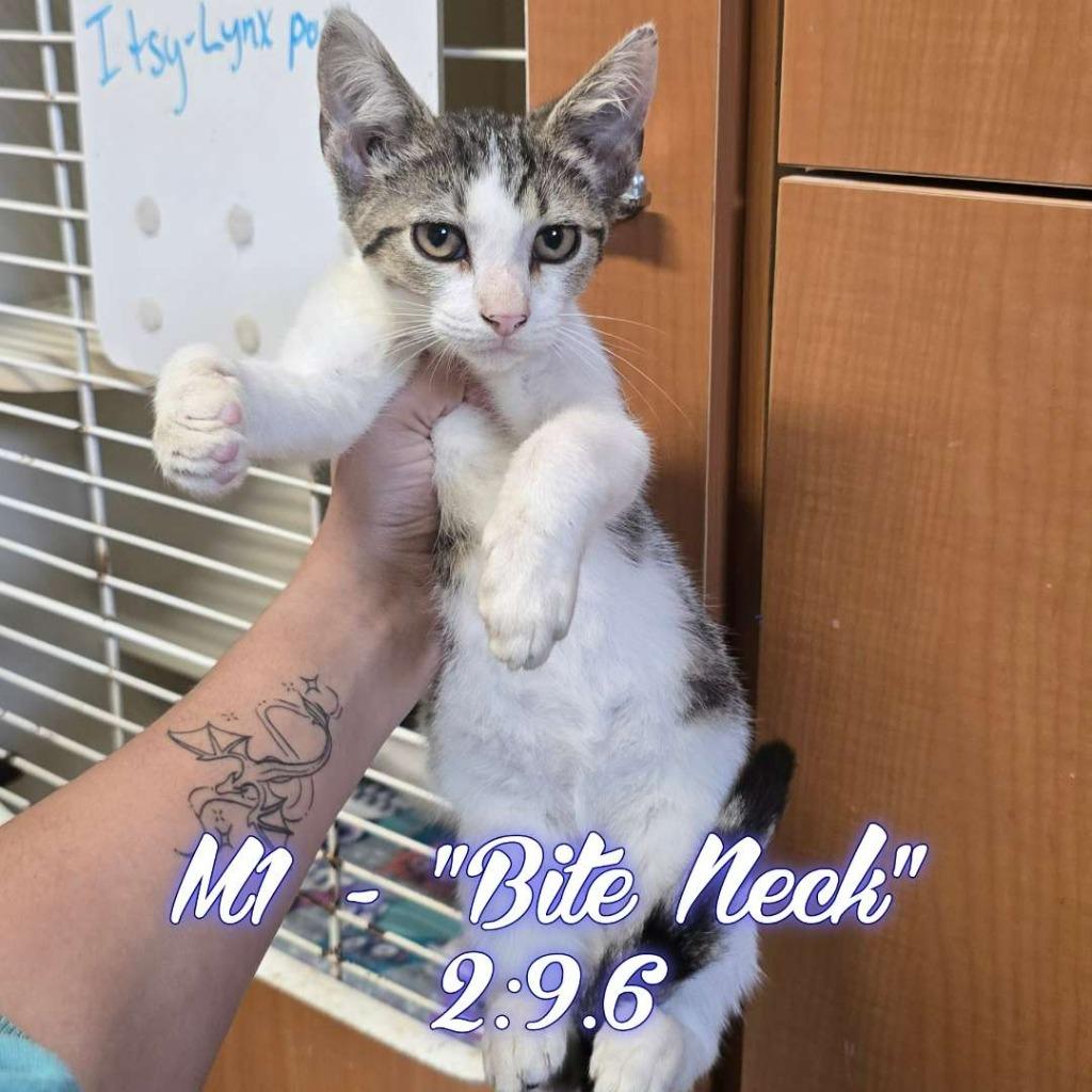 Dedalus Diggle, Adoptable, Kitten Male Domestic Short Hair.
