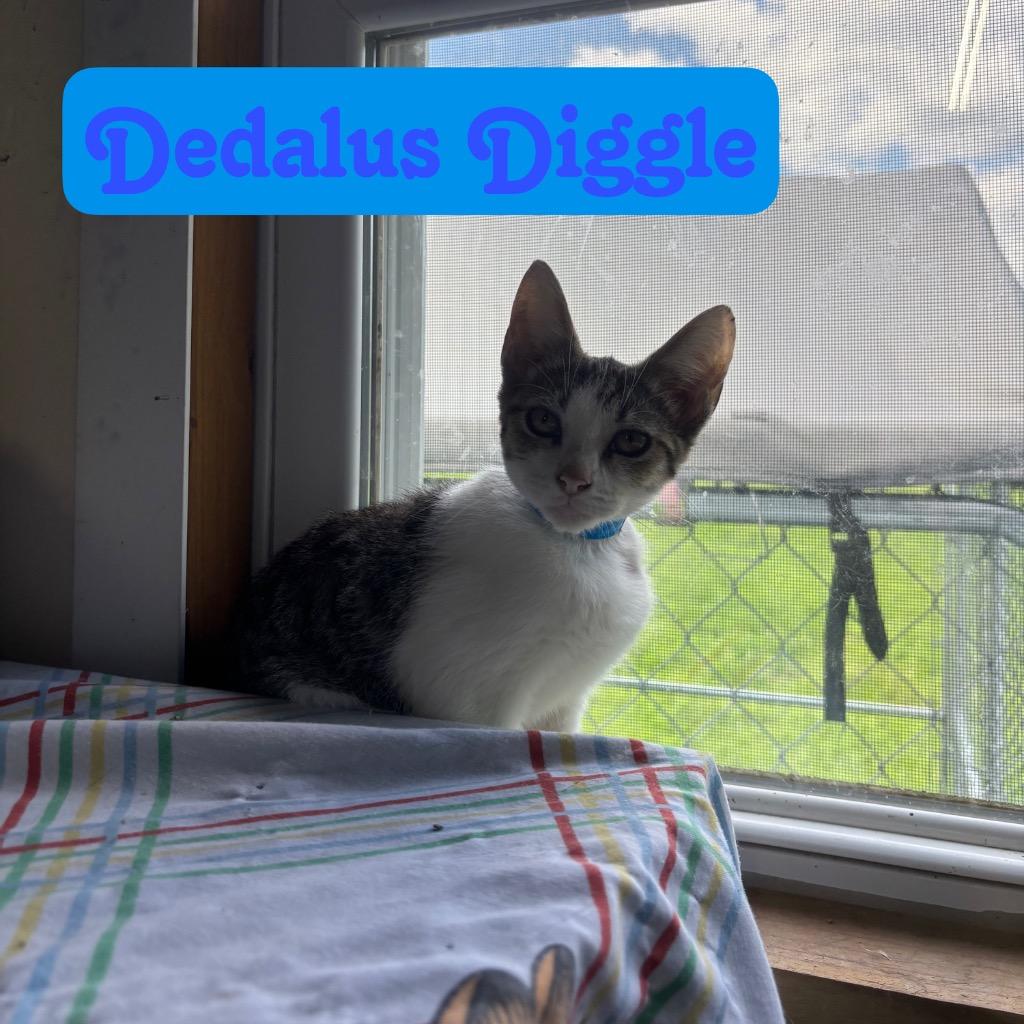 Enlarge Dedalus Diggle, a Adoptable Domestic Short Hair in Hillsboro, OH image 2/2